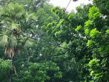 Yakından çekilen yeşil yapraklar damarlarını, pürüzsüz yüzeylerini ve canlı renklerini gözler önüne seriyor. Büyümeyi, sükuneti ve çevreyle uyumu temsil eden rahatlatıcı ve doğal bir görüntü..