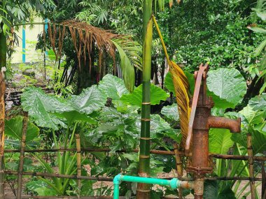 Canlı yeşil yaprakların yakın plan fotoğrafı doğal arka plana karşı karmaşık dokular sergiliyor..