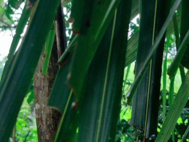 Yakından çekilen yeşil yapraklar damarlarını, pürüzsüz yüzeylerini ve canlı renklerini gözler önüne seriyor. Büyümeyi, sükuneti ve çevreyle uyumu temsil eden rahatlatıcı ve doğal bir görüntü..