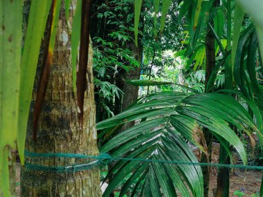 Birbirine dolanmış dallar ve dallardan oluşan yoğun bir ağ ormanlık bir arka plan karşısında karmaşık ve kaotik bir doğal model oluşturuyor. Doğa, vahşi büyüme ve organik karmaşıklığı temsil eder..