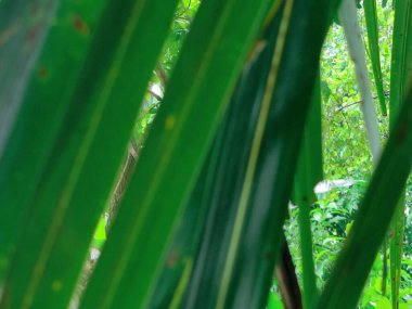 Yakından çekilen yeşil yapraklar damarlarını, pürüzsüz yüzeylerini ve canlı renklerini gözler önüne seriyor. Büyümeyi, sükuneti ve çevreyle uyumu temsil eden rahatlatıcı ve doğal bir görüntü..