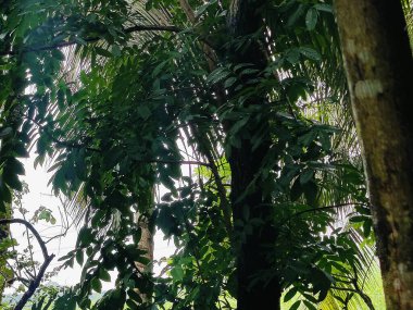 Birbirine dolanmış dallar ve dallardan oluşan yoğun bir ağ ormanlık bir arka plan karşısında karmaşık ve kaotik bir doğal model oluşturuyor. Doğa, vahşi büyüme ve organik karmaşıklığı temsil eder..