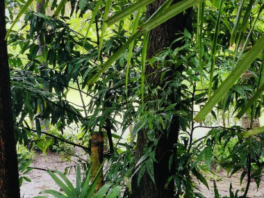 Güzel botanik fotoğrafı, doğal duvar kağıdı. Yeşil ağaçlarla çevrili bir orman.