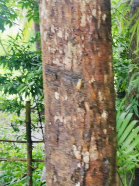 Birbirine dolanmış dallar ve dallardan oluşan yoğun bir ağ ormanlık bir arka plan karşısında karmaşık ve kaotik bir doğal model oluşturuyor. Doğa, vahşi büyüme ve organik karmaşıklığı temsil eder..