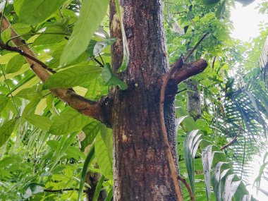 Birbirine dolanmış dallar ve dallardan oluşan yoğun bir ağ ormanlık bir arka plan karşısında karmaşık ve kaotik bir doğal model oluşturuyor. Doğa, vahşi büyüme ve organik karmaşıklığı temsil eder..