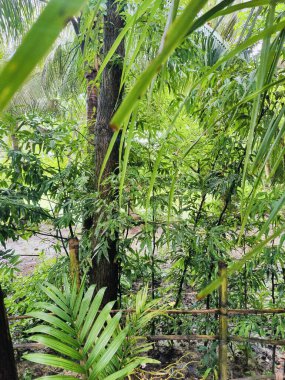 Birbirine dolanmış dallar ve dallardan oluşan yoğun bir ağ ormanlık bir arka plan karşısında karmaşık ve kaotik bir doğal model oluşturuyor. Doğa, vahşi büyüme ve organik karmaşıklığı temsil eder..