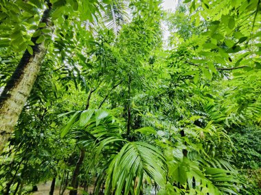 Yakından çekilen yeşil yapraklar damarlarını, pürüzsüz yüzeylerini ve canlı renklerini gözler önüne seriyor. Büyümeyi, sükuneti ve çevreyle uyumu temsil eden rahatlatıcı ve doğal bir görüntü..