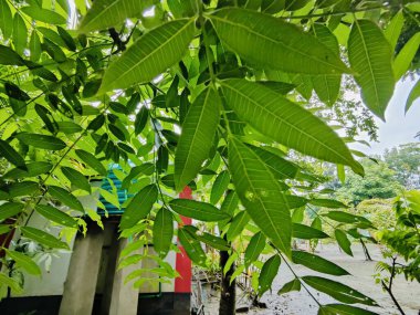 Canlı yeşil yaprakların yakın plan fotoğrafı doğal arka plana karşı karmaşık dokular sergiliyor..