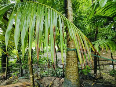Güzel botanik fotoğrafı, doğal duvar kağıdı. Yeşil ağaçlarla çevrili bir orman.