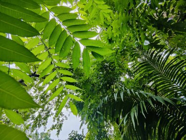 Yakından çekilen yeşil yapraklar damarlarını, pürüzsüz yüzeylerini ve canlı renklerini gözler önüne seriyor. Büyümeyi, sükuneti ve çevreyle uyumu temsil eden rahatlatıcı ve doğal bir görüntü..