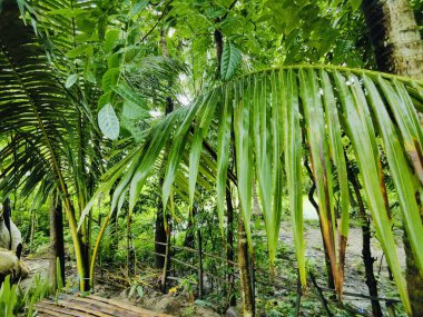 Canlı yeşil yaprakların yakın plan fotoğrafı doğal arka plana karşı karmaşık dokular sergiliyor..