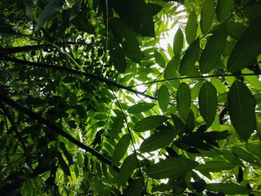 Birbirine dolanmış dallar ve dallardan oluşan yoğun bir ağ ormanlık bir arka plan karşısında karmaşık ve kaotik bir doğal model oluşturuyor. Doğa, vahşi büyüme ve organik karmaşıklığı temsil eder..