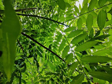Yakından çekilen yeşil yapraklar damarlarını, pürüzsüz yüzeylerini ve canlı renklerini gözler önüne seriyor. Büyümeyi, sükuneti ve çevreyle uyumu temsil eden rahatlatıcı ve doğal bir görüntü..