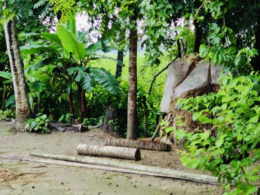 Güzel botanik fotoğrafı, doğal duvar kağıdı. Yeşil ağaçlarla çevrili bir orman.