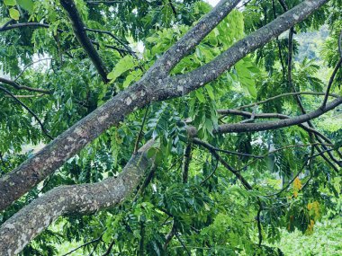 Yakından çekilen yeşil yapraklar damarlarını, pürüzsüz yüzeylerini ve canlı renklerini gözler önüne seriyor. Büyümeyi, sükuneti ve çevreyle uyumu temsil eden rahatlatıcı ve doğal bir görüntü..