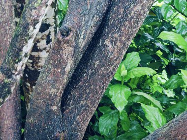 Kabuk dokusunu ve doğal detaylarını gösteren bir ağaç gövdesinin yakın plan görüntüsü. Yüzeyinde gölgeler var..