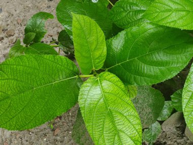 Canlı yeşil yaprakların yakın plan fotoğrafı doğal arka plana karşı karmaşık dokular sergiliyor..