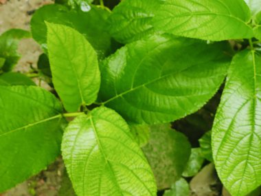 Canlı yeşil yaprakların yakın plan fotoğrafı doğal arka plana karşı karmaşık dokular sergiliyor..