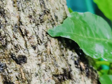 Kabuk dokusunu ve doğal detaylarını gösteren bir ağaç gövdesinin yakın plan görüntüsü. Yüzeyinde gölgeler var..