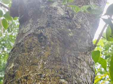 Kabuk dokusunu ve doğal detaylarını gösteren bir ağaç gövdesinin yakın plan görüntüsü. Yüzeyinde gölgeler var..