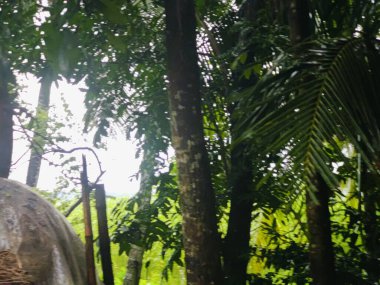 Birbirine dolanmış dallar ve dallardan oluşan yoğun bir ağ ormanlık bir arka plan karşısında karmaşık ve kaotik bir doğal model oluşturuyor. Doğa, vahşi büyüme ve organik karmaşıklığı temsil eder..