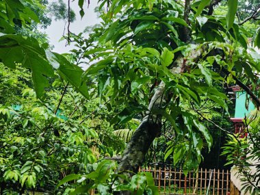 Birbirine dolanmış dallar ve dallardan oluşan yoğun bir ağ ormanlık bir arka plan karşısında karmaşık ve kaotik bir doğal model oluşturuyor. Doğa, vahşi büyüme ve organik karmaşıklığı temsil eder..