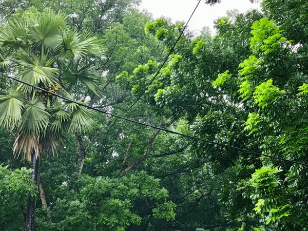 Yakından çekilen yeşil yapraklar damarlarını, pürüzsüz yüzeylerini ve canlı renklerini gözler önüne seriyor. Büyümeyi, sükuneti ve çevreyle uyumu temsil eden rahatlatıcı ve doğal bir görüntü..