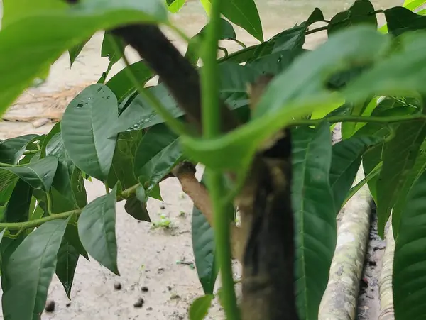 Canlı yeşil yaprakların yakın plan fotoğrafı doğal arka plana karşı karmaşık dokular sergiliyor..