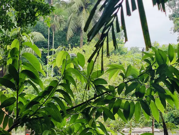 Yakından çekilen yeşil yapraklar damarlarını, pürüzsüz yüzeylerini ve canlı renklerini gözler önüne seriyor. Büyümeyi, sükuneti ve çevreyle uyumu temsil eden rahatlatıcı ve doğal bir görüntü..
