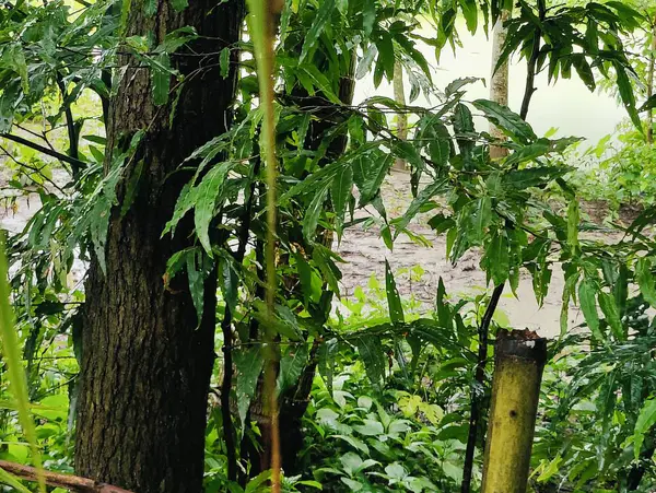 Birbirine dolanmış dallar ve dallardan oluşan yoğun bir ağ ormanlık bir arka plan karşısında karmaşık ve kaotik bir doğal model oluşturuyor. Doğa, vahşi büyüme ve organik karmaşıklığı temsil eder..