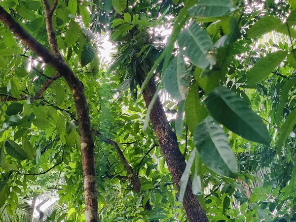 Birbirine dolanmış dallar ve dallardan oluşan yoğun bir ağ ormanlık bir arka plan karşısında karmaşık ve kaotik bir doğal model oluşturuyor. Doğa, vahşi büyüme ve organik karmaşıklığı temsil eder..