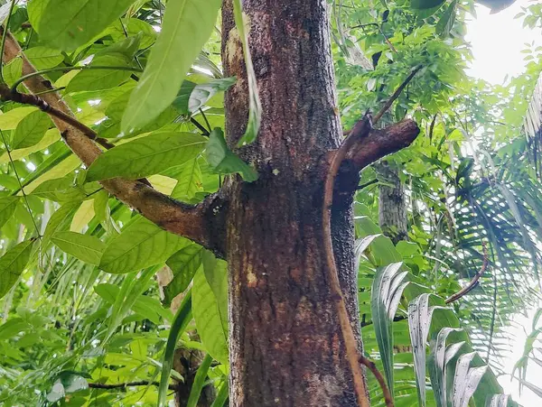 Birbirine dolanmış dallar ve dallardan oluşan yoğun bir ağ ormanlık bir arka plan karşısında karmaşık ve kaotik bir doğal model oluşturuyor. Doğa, vahşi büyüme ve organik karmaşıklığı temsil eder..