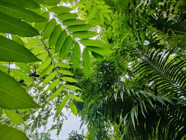 Yakından çekilen yeşil yapraklar damarlarını, pürüzsüz yüzeylerini ve canlı renklerini gözler önüne seriyor. Büyümeyi, sükuneti ve çevreyle uyumu temsil eden rahatlatıcı ve doğal bir görüntü..