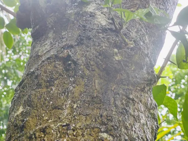 Kabuk dokusunu ve doğal detaylarını gösteren bir ağaç gövdesinin yakın plan görüntüsü. Yüzeyinde gölgeler var..