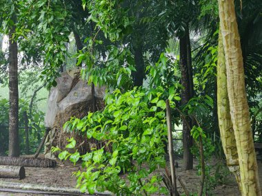 Güzel botanik fotoğrafı, doğal duvar kağıdı. Yeşil ağaçlarla çevrili bir orman.