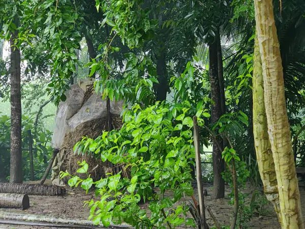 Güzel botanik fotoğrafı, doğal duvar kağıdı. Yeşil ağaçlarla çevrili bir orman.