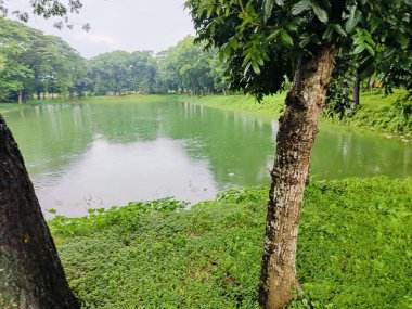 Sakin, yeşil bir göl manzarası sık orman bitkileriyle çevrili, yemyeşil yapraklar ve doğal güzellikler sergileniyor. Sükunet, yansıma ve dışarıyla bağlantı kurmak için ideal bir ortam..