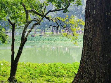 Sakin, yeşil bir göl manzarası sık orman bitkileriyle çevrili, yemyeşil yapraklar ve doğal güzellikler sergileniyor. Sükunet, yansıma ve dışarıyla bağlantı kurmak için ideal bir ortam..