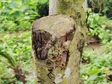 Orman ortamında yoğun yeşillikler, canlı yeşillikler, uzun ağaçlar ve doğal huzur ve sükunet hissi. Doğanın bozulmamış güzelliğini ve bereketli ortamını yakalar..