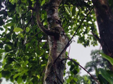 Orman ortamında yoğun yeşillikler, canlı yeşillikler, uzun ağaçlar ve doğal huzur ve sükunet hissi. Doğanın bozulmamış güzelliğini ve bereketli ortamını yakalar..