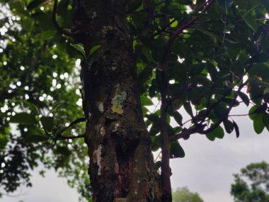 Orman ortamında yoğun yeşillikler, canlı yeşillikler, uzun ağaçlar ve doğal huzur ve sükunet hissi. Doğanın bozulmamış güzelliğini ve bereketli ortamını yakalar..