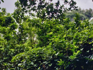 Bereketli yeşil alan kısmen canlı ağaçlar ve bitki örtüsüyle çevrili, kırsal bölgeleri veya çevresel sakin ortamları temsil etmek için mükemmel barışçıl bir doğal ortamı yansıtıyor..