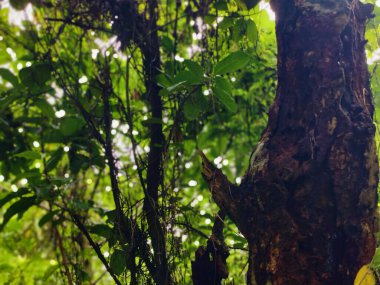 Orman ortamında yoğun yeşillikler, canlı yeşillikler, uzun ağaçlar ve doğal huzur ve sükunet hissi. Doğanın bozulmamış güzelliğini ve bereketli ortamını yakalar..