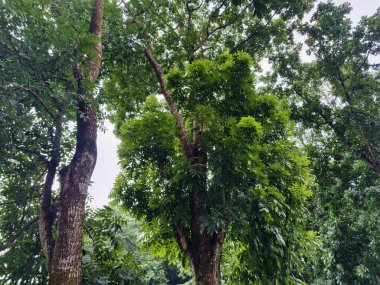 Orman ortamında yoğun yeşillikler, canlı yeşillikler, uzun ağaçlar ve doğal huzur ve sükunet hissi. Doğanın bozulmamış güzelliğini ve bereketli ortamını yakalar..