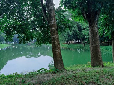 Sakin, yeşil bir göl manzarası sık orman bitkileriyle çevrili, yemyeşil yapraklar ve doğal güzellikler sergileniyor. Sükunet, yansıma ve dışarıyla bağlantı kurmak için ideal bir ortam..