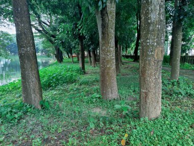 Orman ortamında yoğun yeşillikler, canlı yeşillikler, uzun ağaçlar ve doğal huzur ve sükunet hissi. Doğanın bozulmamış güzelliğini ve bereketli ortamını yakalar..