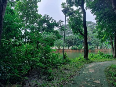 Orman ortamında yoğun yeşillikler, canlı yeşillikler, uzun ağaçlar ve doğal huzur ve sükunet hissi. Doğanın bozulmamış güzelliğini ve bereketli ortamını yakalar..