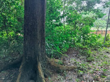 Orman ortamında yoğun yeşillikler, canlı yeşillikler, uzun ağaçlar ve doğal huzur ve sükunet hissi. Doğanın bozulmamış güzelliğini ve bereketli ortamını yakalar..