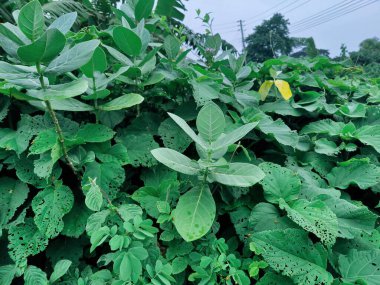 Doğanın yaratıcılığını sembolize eden kıvrımlı spiral bir tasarımı olan yeşil yaprağın ayrıntılı yakın çekimi