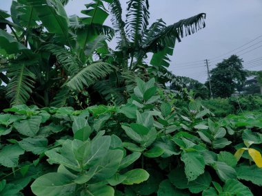 Doğanın yaratıcılığını sembolize eden kıvrımlı spiral bir tasarımı olan yeşil yaprağın ayrıntılı yakın çekimi